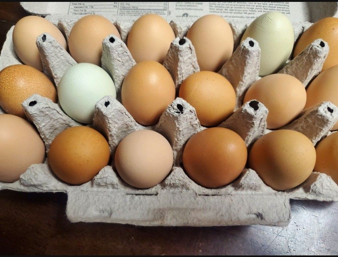 Farm Fresh Free Range Chicken Eggs
