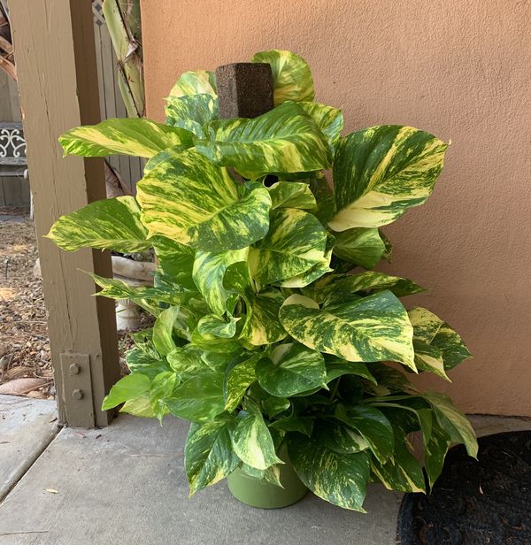 Giant Golden Pothos Totem House Plant for Sale in San Diego, CA OfferUp