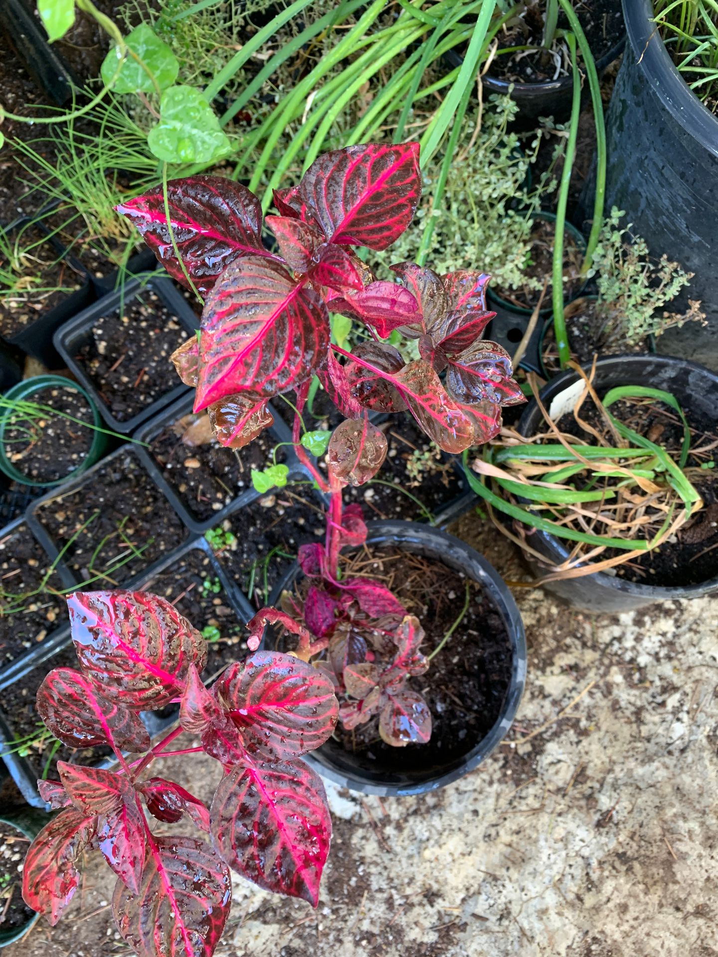 Red iresine plant