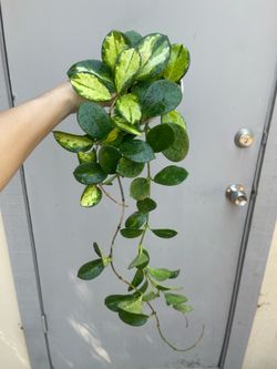 Hoya Lisa Trailing House Plant 4” Pot