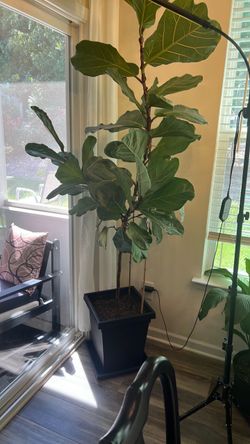 Large Fiddle Leaf Plant