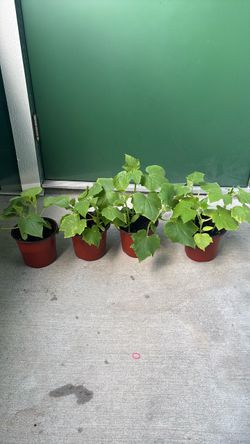 Cucumber starters