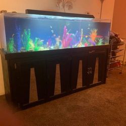 Fish Tank