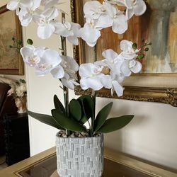 Very  Beautiful flower