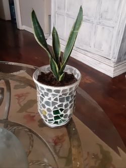 Snake plant