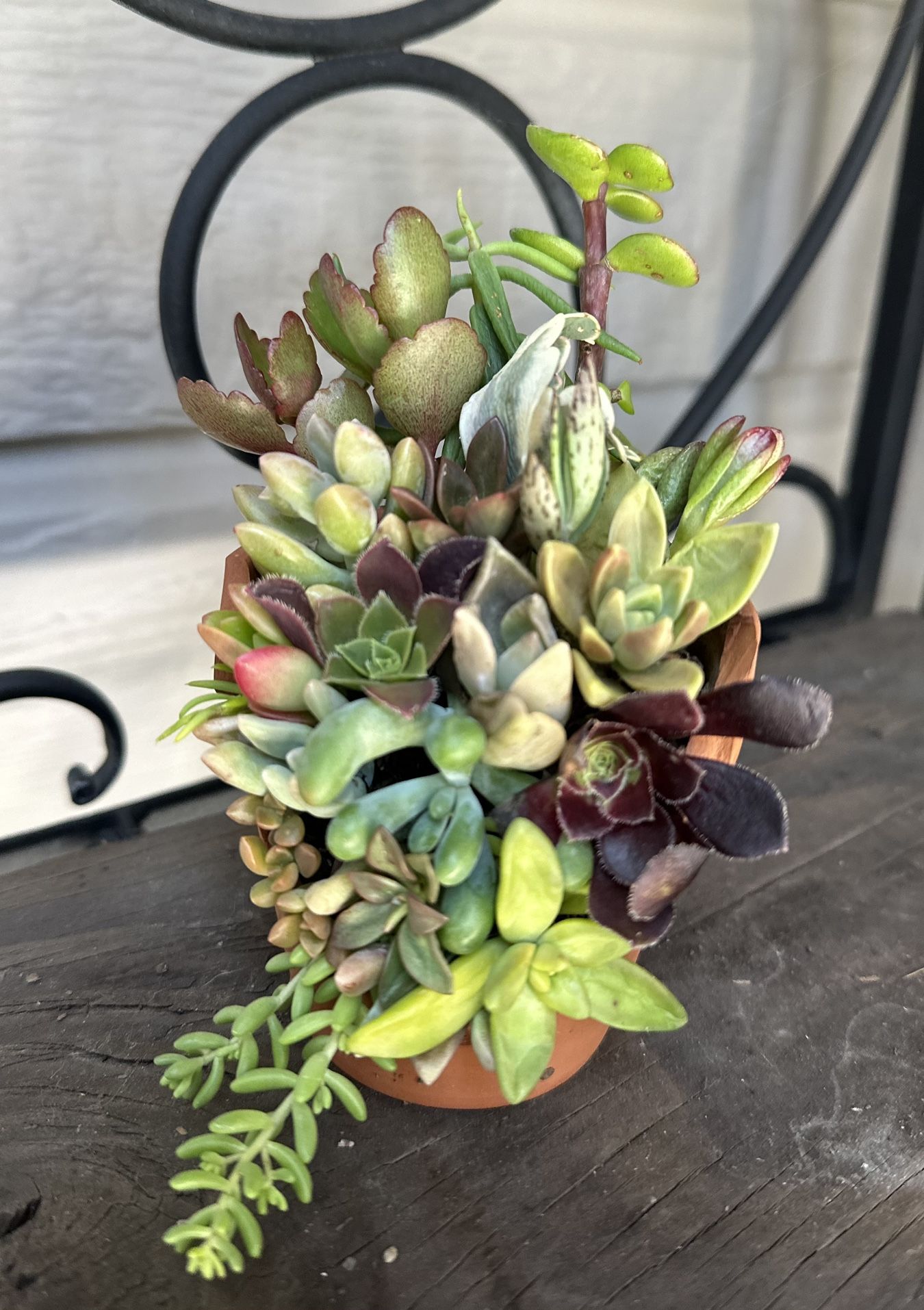 Small Succulent And Cacti Plant Arrangement