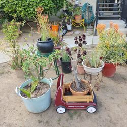 Big plant sale !!! Open now!!?