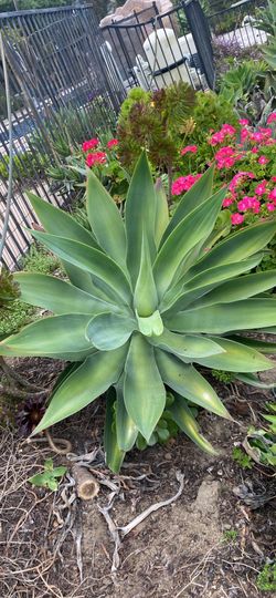 Agave Foxtail