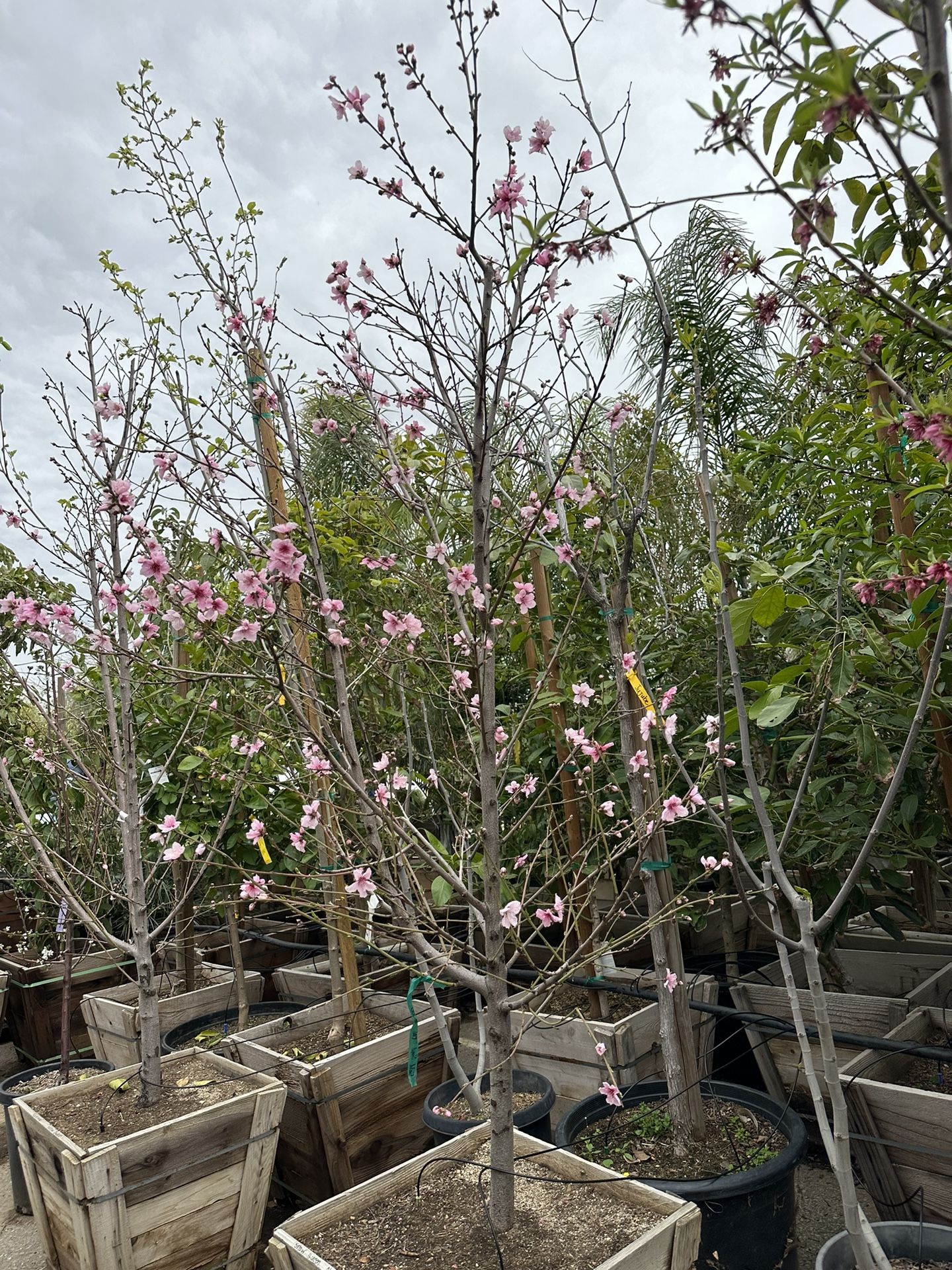 Snow Queen Nectarine Tree 24” Box