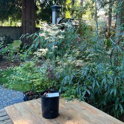 Japanese Maples  Gallore