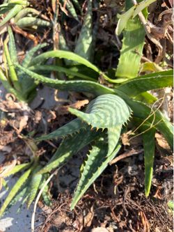 Aloe vera