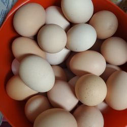 Huevo  Organicos Fresco