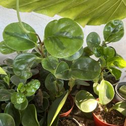 Peperomia Obtusifolia Lemon Lime 