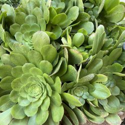 Succulent Plants Saucer Aeonium