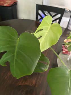 Monsterra cutting rooted