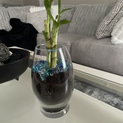 Lucky bamboo