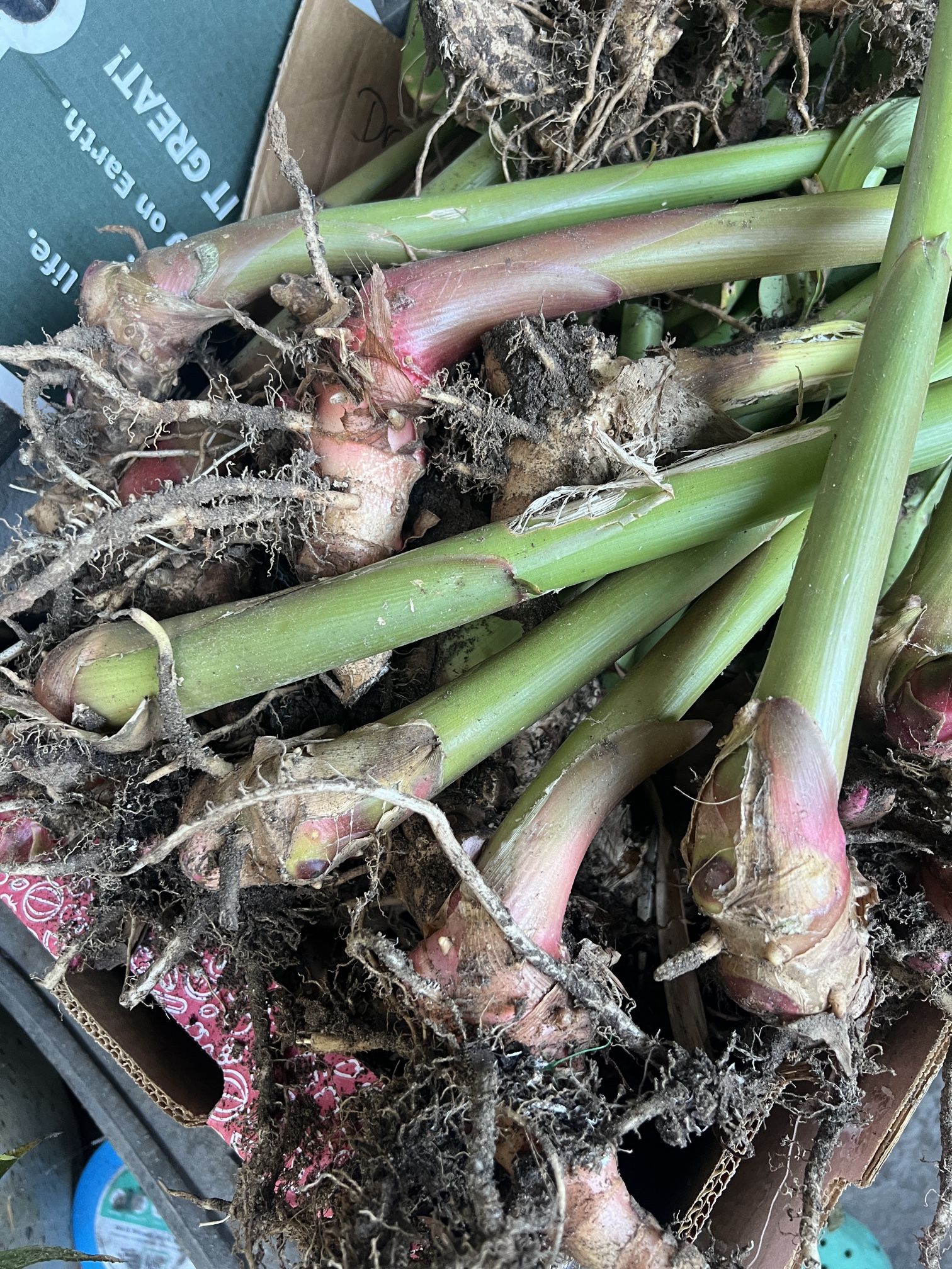 Hawaii White Ginger/Lily Rhizomes