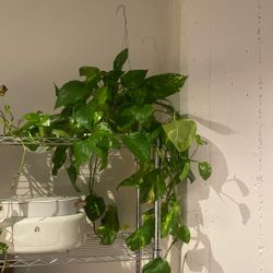 Large Fluffy Pothos 