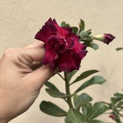 Desert Roses Exotic Flowering Bonsái Tree Purple 