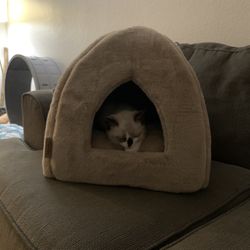 Cat Bed