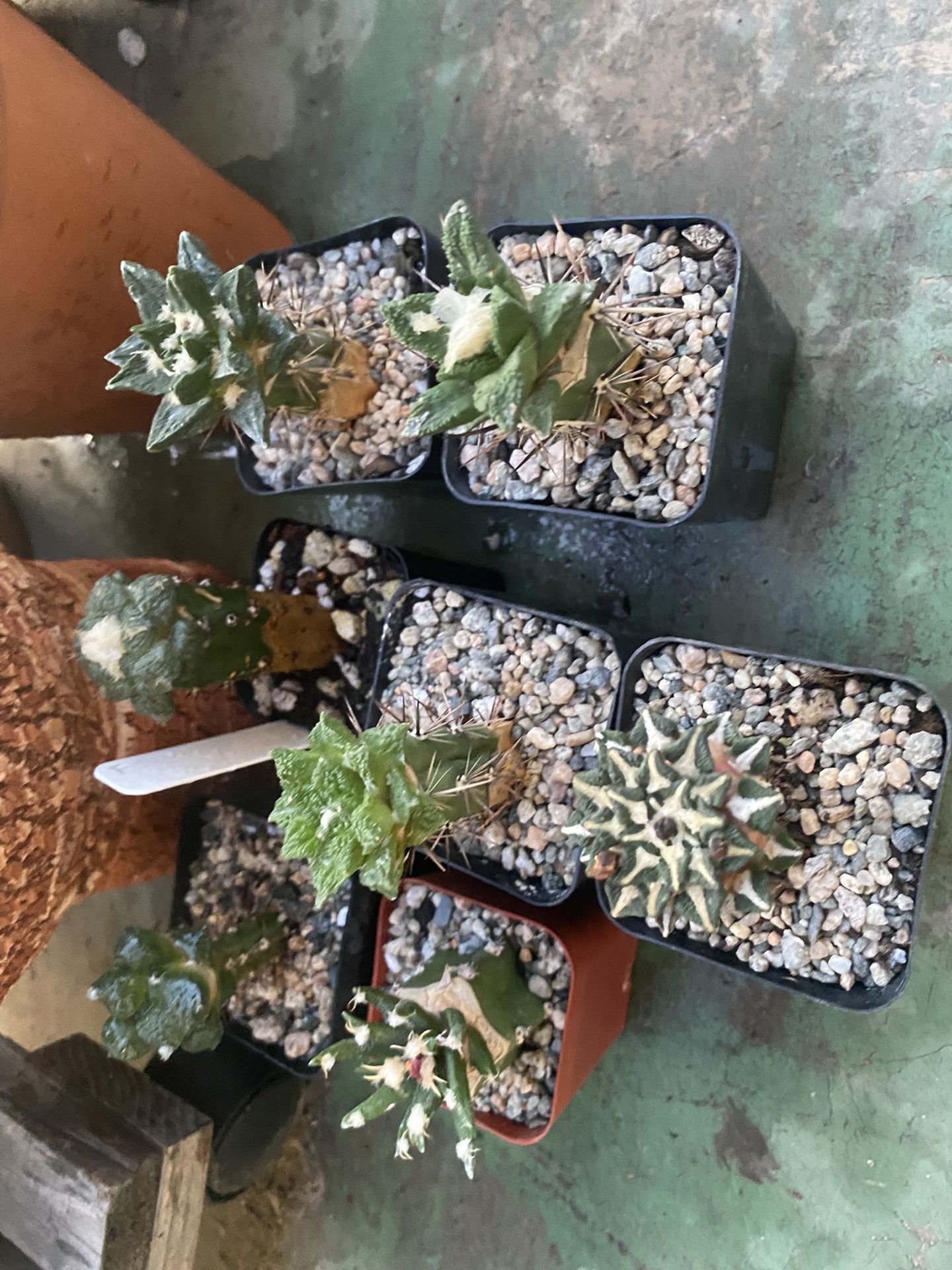 Cacti Ariocarpus Grafts (all Different Ariocarpus)