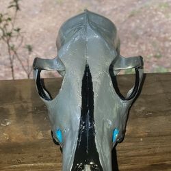 Hand Painted Real Coyote Skull