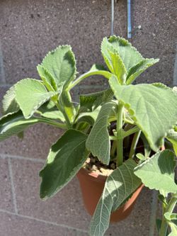 Coleus Barbatus