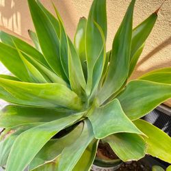 Foxtail Agave