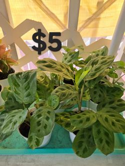 Maranta