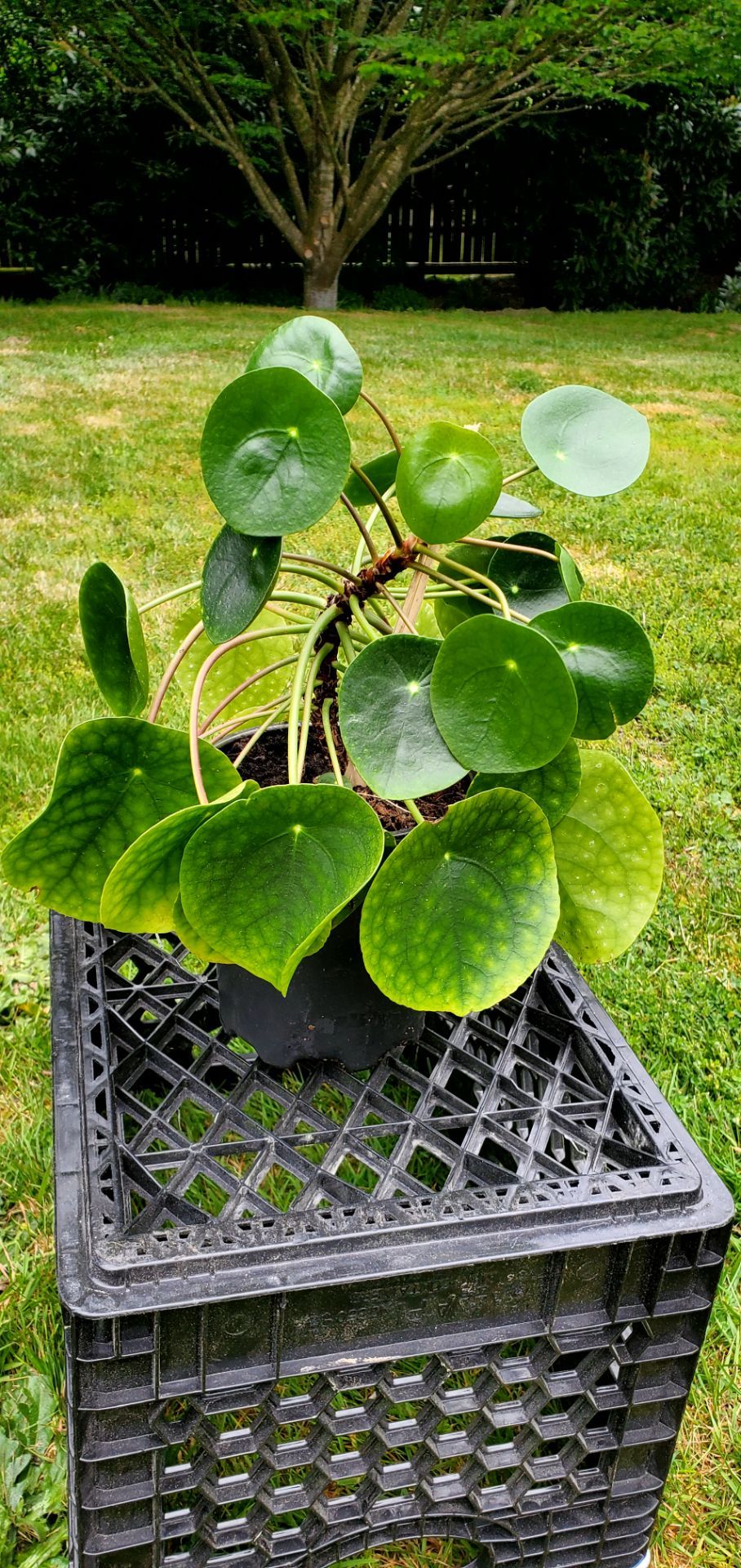 Chinese Money Plant (Pilea peperomioides)