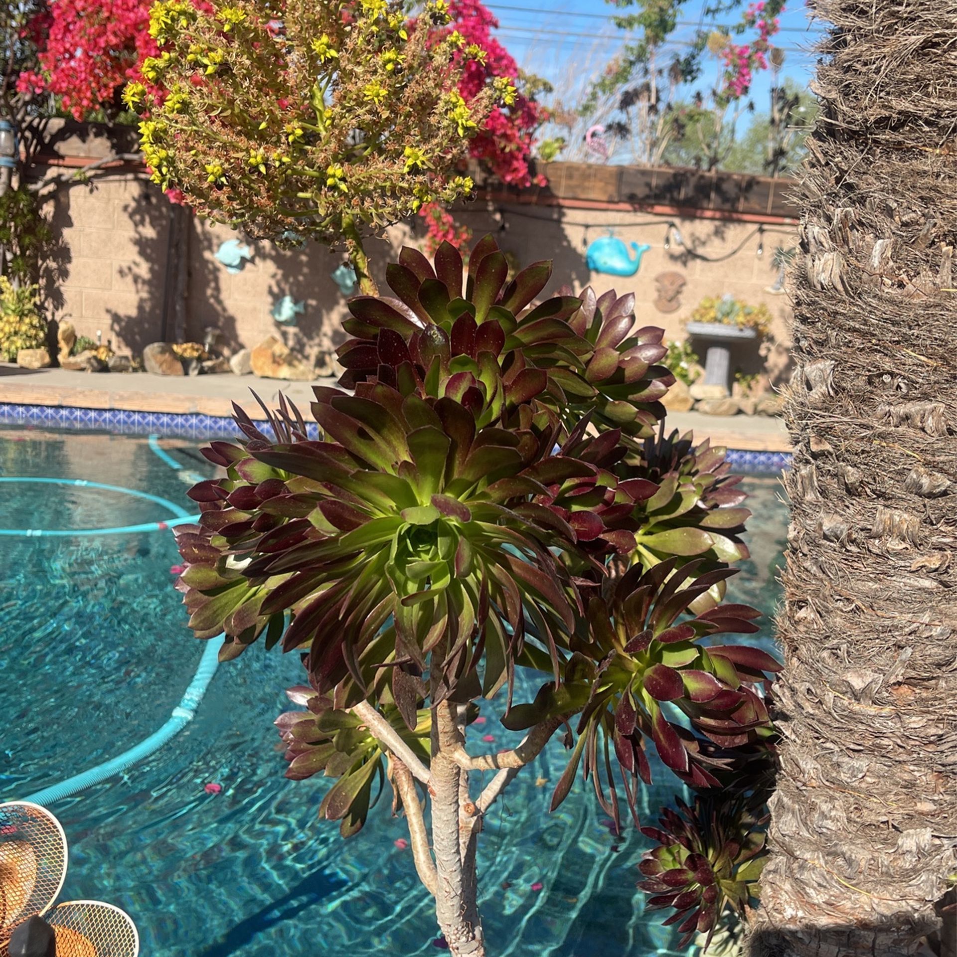 Black Aeonium Rose Rose Cuttings for Sale in Rosemead, CA OfferUp