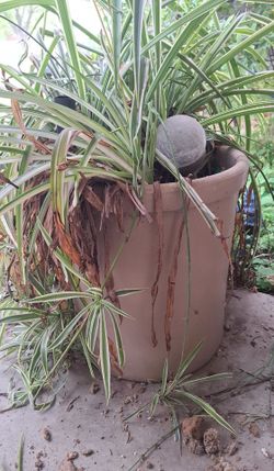 Plant And Accessories Sale