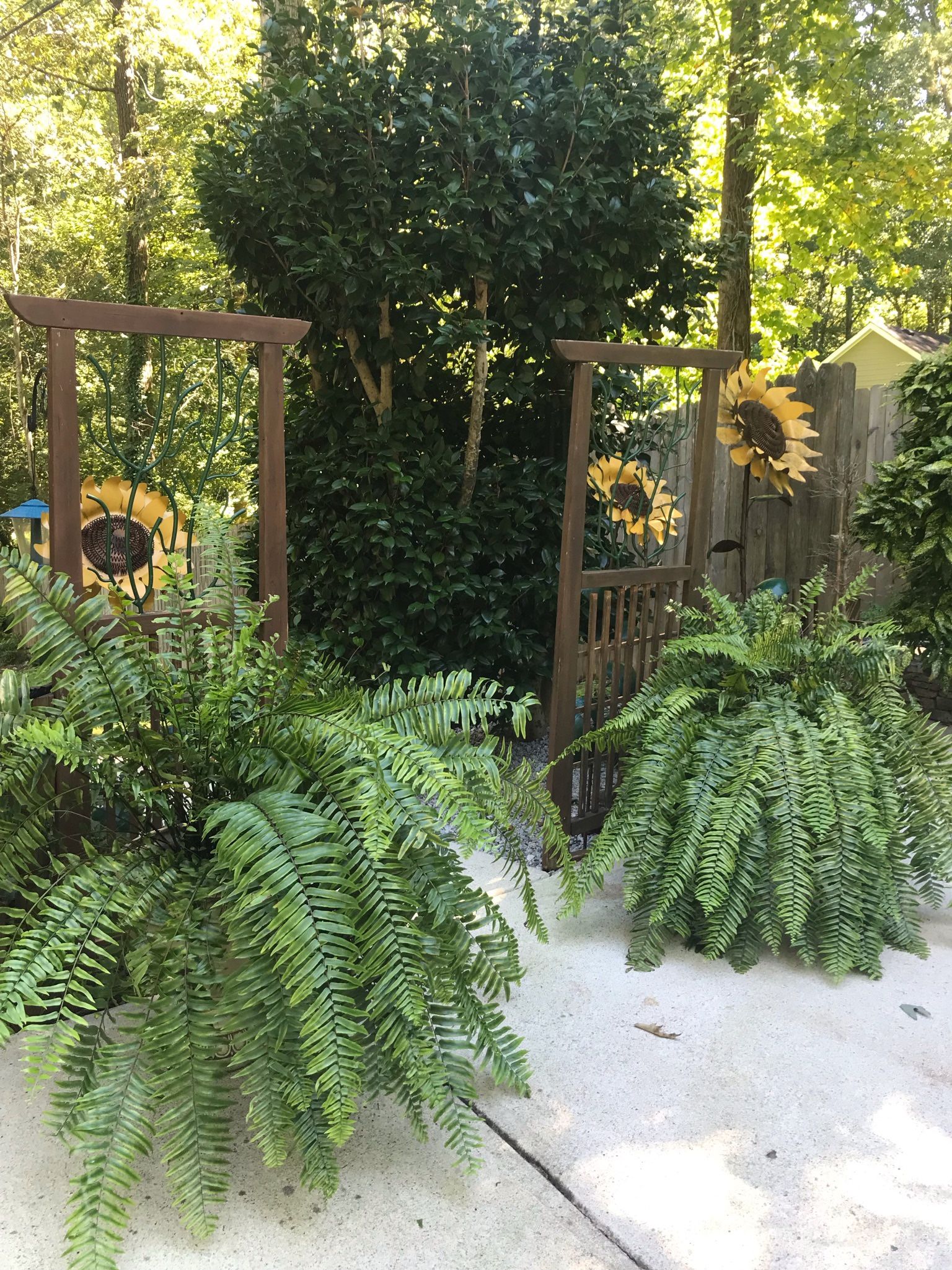 Two Ferns In Classic Pots 