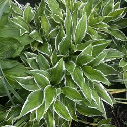 🌿 Hosta Plants for Sale – Multiple Sizes & Varieties Available! 🌿