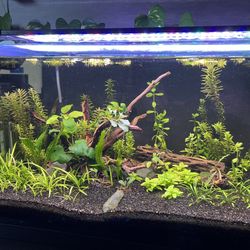 Fully Aquascaped 10G Rimless Aquarium