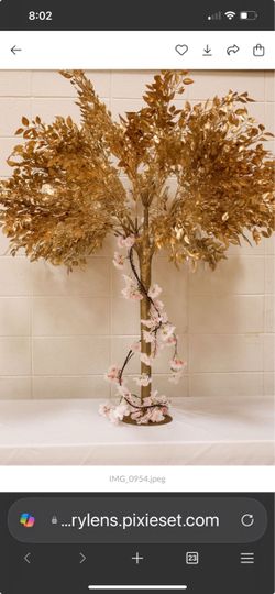 Money tree!!!