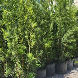 Spectacular Podocarpus Plants For Inmediate Privacy!!! About 6 Feet Tall Measurements Over The Pot!!! Fertilized 