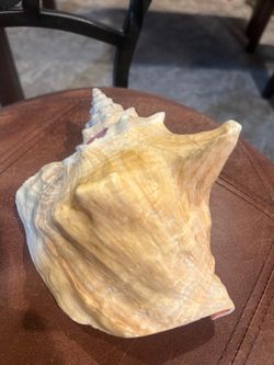 Large  Fighting Conch Shell