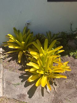 FREE Bromeliads and Ferna