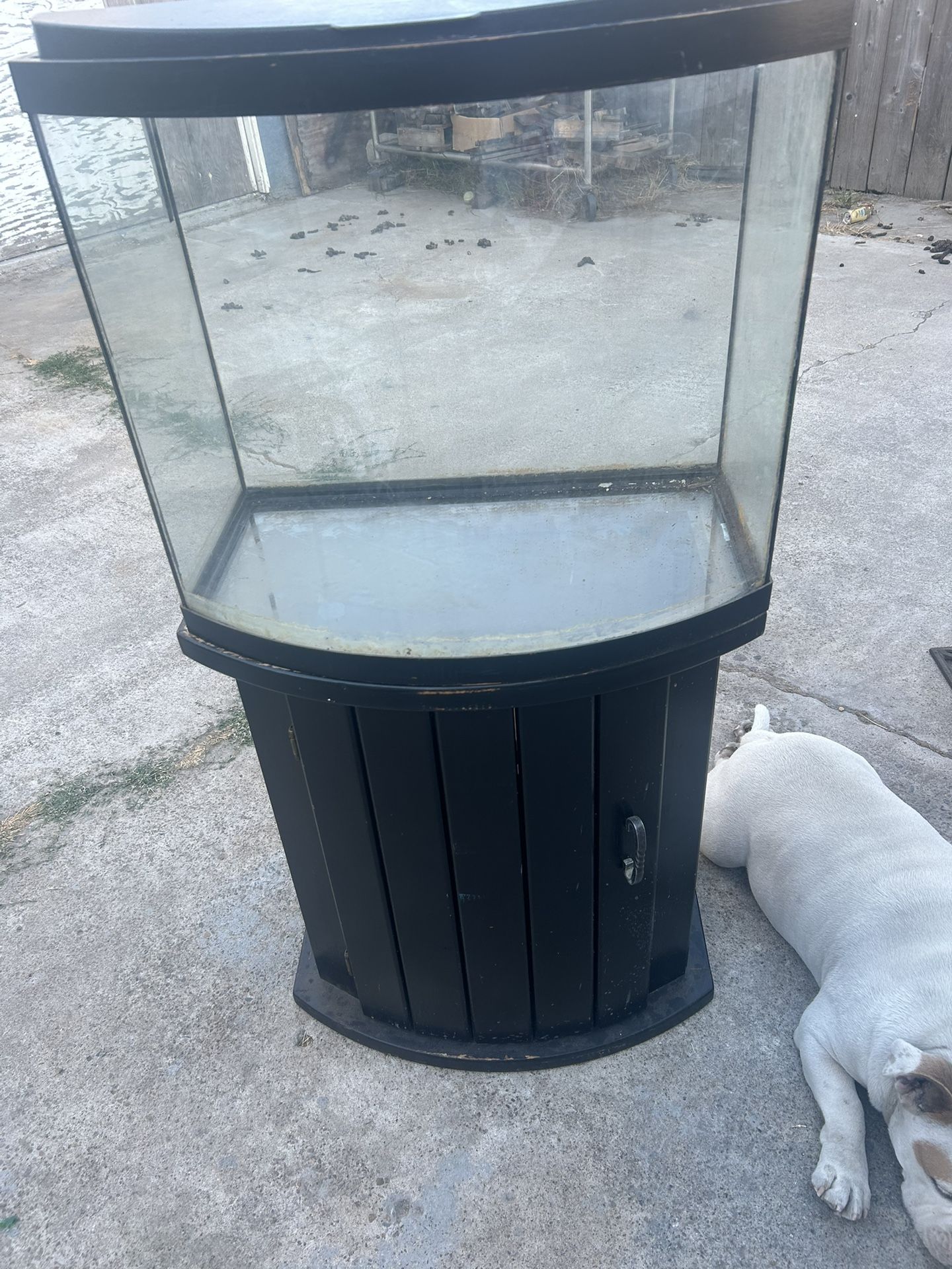 Fish Aquarium