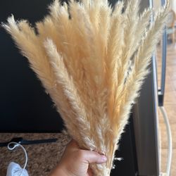 Pampas