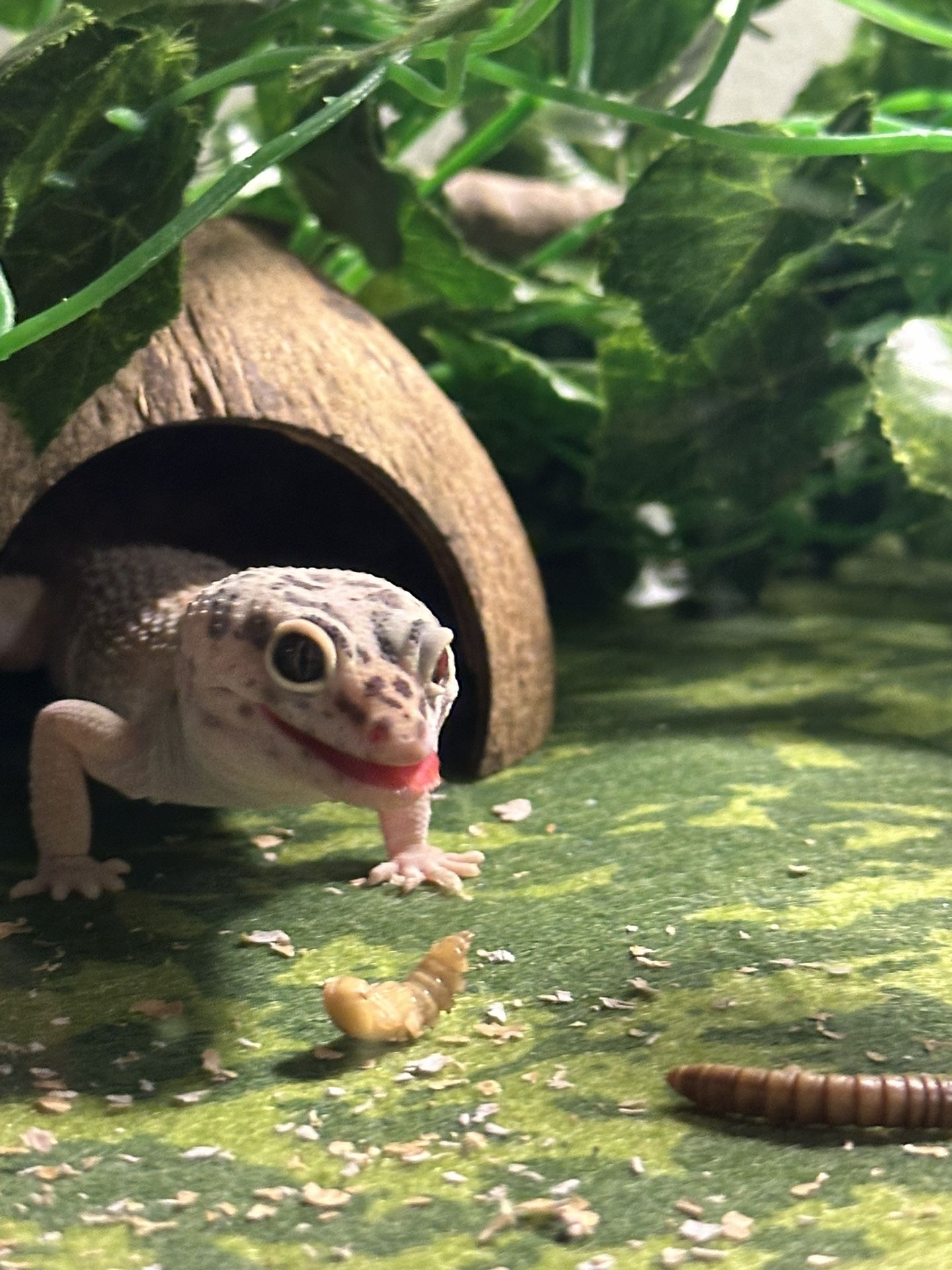 Set Up For Leopard Gecko