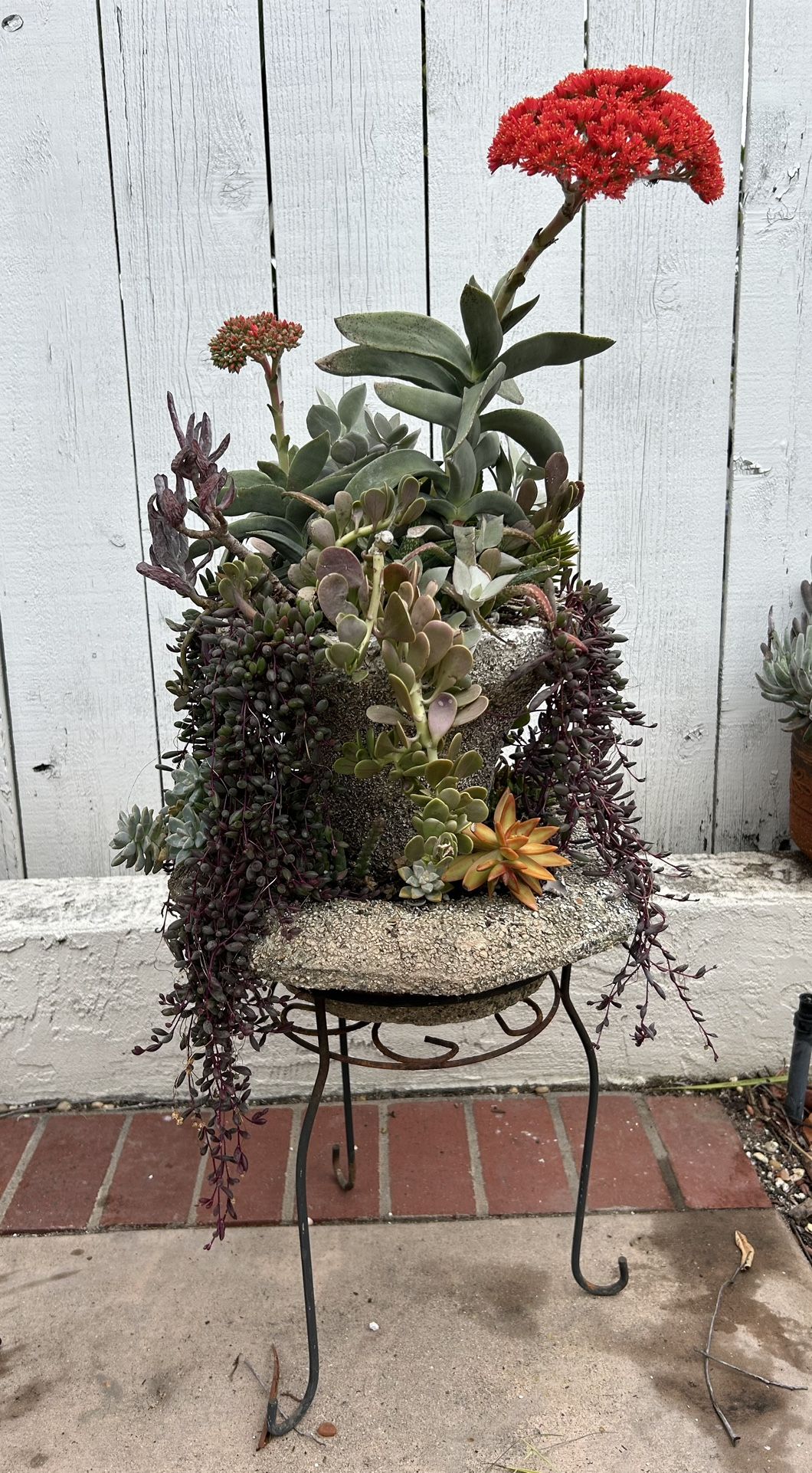 Large Live Succulent Arrangement 2 Tiered with Metal Plant Stand Flowering Blooming Heavy Concrete Handmade From Savage Fountain Materials Sculptural 