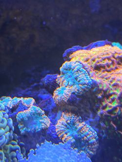 Tank Decor