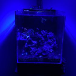 Selling Rare 20g Abyss Dropoff Tank