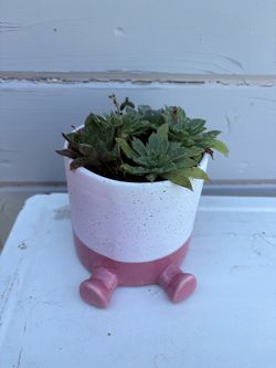 Ceramic Footed pink Planter with Succulents