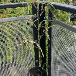 Bamboo