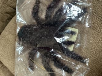 Large Realistic Fake Tarantula Spider Prop