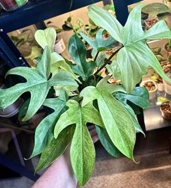 Philodendron Florida Ghost