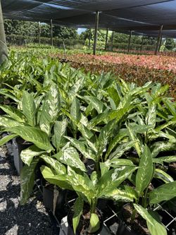 Dieffenbachia Puerto Rico 5”